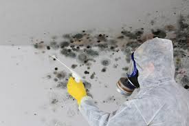 Best Mold Remediation for Rental Properties  in Barrington, NJ